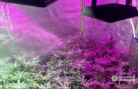 У Дніпрі поліцейські викрили наркоаграрія: вилучено рослин коноплі на півтора мільйона гривень (ВІДЕО)