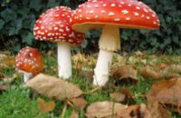 В Днепропетровской области еще 1 человек погиб от отравления грибами