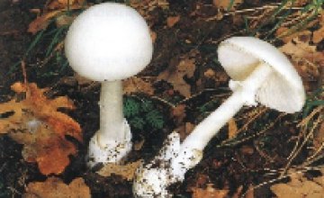 В Днепропетровской области нет съедобных грибов 