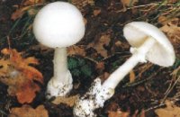 В Днепропетровской области нет съедобных грибов 