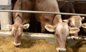 В днепропетровской области откроют 6 новых молочных ферм семейного типа