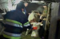 На Днепропетровщине спасли беременную корову, застрявшую в кормушке (ФОТО)