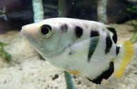 Ученые нашли тропических рыбок с высоким уровнем интеллекта