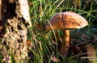 В Харьковской области пять человек отравились грибами