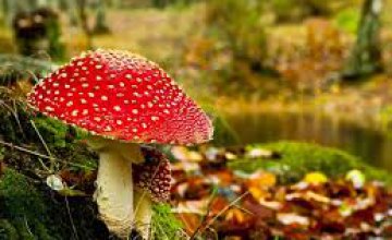 С начала осени на Днепропетровщине 18 человек  отравились грибами 