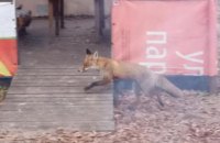 В Новокодацком районе  Днепра обнаружили лиса (ФОТО)