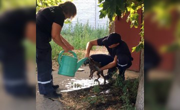 Четвероногие не могли выбраться: на Днепропетровщине трое щенков попали в коллектор