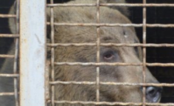 Под Павлоградом медведицу Машу содержат в ужасных условиях и тренируют на ней охотничьих собак (ФОТО)