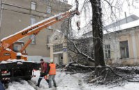 В Харьковской области женщина погибла в результате падения дерева