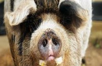 Украина запретила ввоз свинины из Литвы 