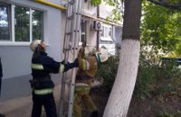 В Синельниково спасатели сняли кота с дерева