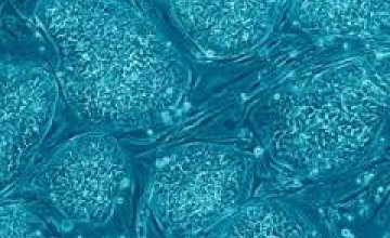 Ученые впервые проведут испытание терапии стволовыми клетками в утробе матери