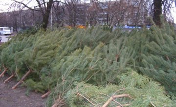 В Днепропетровской области отмечается резкое падение спроса на «живые» елки