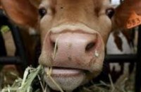 В Днепропетровской области создадут первую в Украине учебную молочную ферму