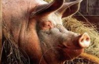 На Днепропетровщине за 3 месяца 2014 года поголовье свиней возросло на 12% 