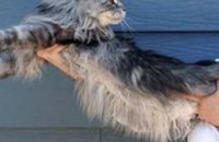 В Америке 123-сантиметровый кот попал в Книгу рекордов Гиннесса