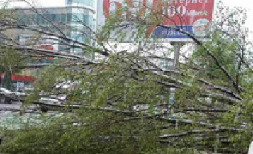 В Новомосковске пенсионерку убило упавшим деревом