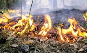 В Днепропетровской области горело 3 га лесной подстилки