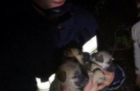 В Днепре спасатели достали трех щенков из-под железобетонной плиты 