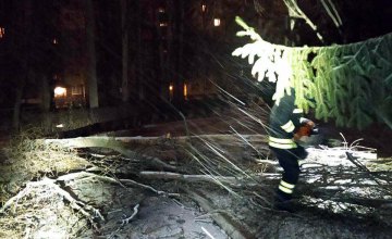 Спасатели Днепра убрали упавшее на электропровода дерево 