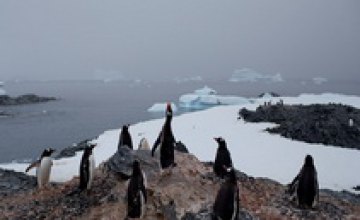 Ученые завезут в Антарктику лед