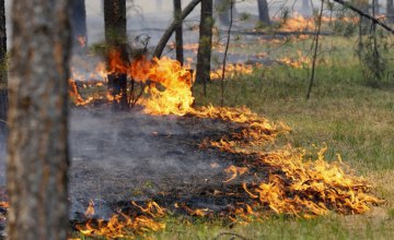 С начала лета в лесах Днепропетровщины произошло 60 пожаров