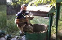 В Днепропетровской области спасли маленького козленка, провалившегося в колодец