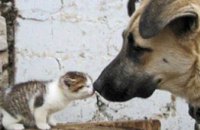 Ветеринары Днепропетровска помогут решить проблему бездомных животных