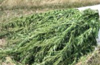 В Украине правоохранители уничтожили более 7,5 млн наркосодержащих растений