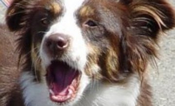 В Херсоне собакам могут запретить лаять по ночам