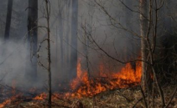 9-10 августа в Днепропетровской области выгорело 37 га леса