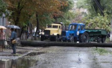 В Днепродзержинске непогода повалила деревья