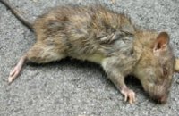 Крысы, 20 дней питавшиеся сухариками и чипсами, умерли от некроза конечностей 