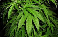 У неработающего жителя Пятихатского района полиция изъяла «марихуану» на 120 тыс грн