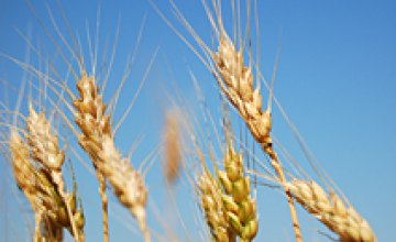 Египет забраковал партию украинской пшеницы