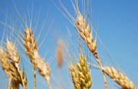 Египет забраковал партию украинской пшеницы