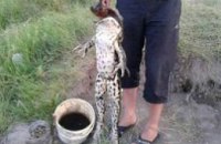В Херсонской области поймали жабу, весом 7 кг 