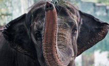 В зоопарке Марокко слон убил 7-летнюю девочку (ВИДЕО)