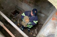 В Днепропетровской области щенок провалился  в 3-метровый канализационный колодец