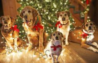 Соревнования, лакомства и подарки: в Днепре пройдет новогодняя вечеринка для собак и их хозяев