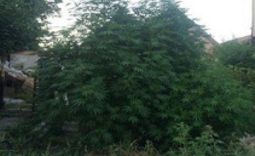 В Запорожье у местного жителя полиция нашла марихуану на 12 тыс грн