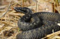 Зоологи рассказали, какие змеи обитают в Днепропетровской области