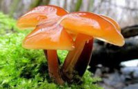 Нужно воздержаться от употребления грибов, собранных в лесах и купленных на стихийных рынках, - эксперт