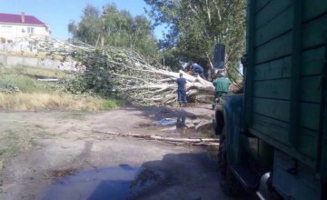 В Днепропетровской области в результате непогоды повалено около 200 деревьев