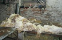 В Киевской области милиция ликвидировала цех по переработке дохлых кур (ФОТО, ВИДЕО)