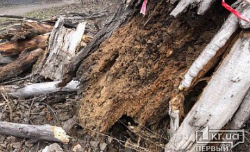 На Днепропетровщине дерево рухнуло, оборвало электропровода и загорелось (ФОТО)