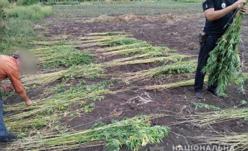 В Днепропетровской области выявили 239 факта незаконных посевов наркосодержащих растений