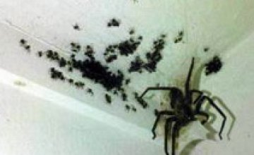 В Каменец-Подольском жители дома обнаружили неизвестный вид пауков