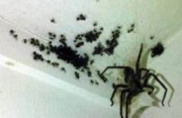 В Каменец-Подольском жители дома обнаружили неизвестный вид пауков