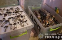 Обустроили дом под выращивание галлюциногенных грибов: на Днепропетровщине задержали наркоторговцев